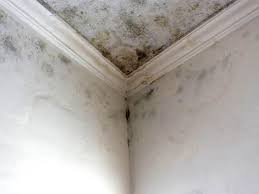 Best Mold Prevention Services  in Perryopolis, PA