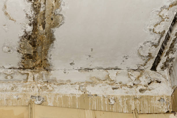 Best Water Damage & Mold Remediation  in Perryopolis, PA